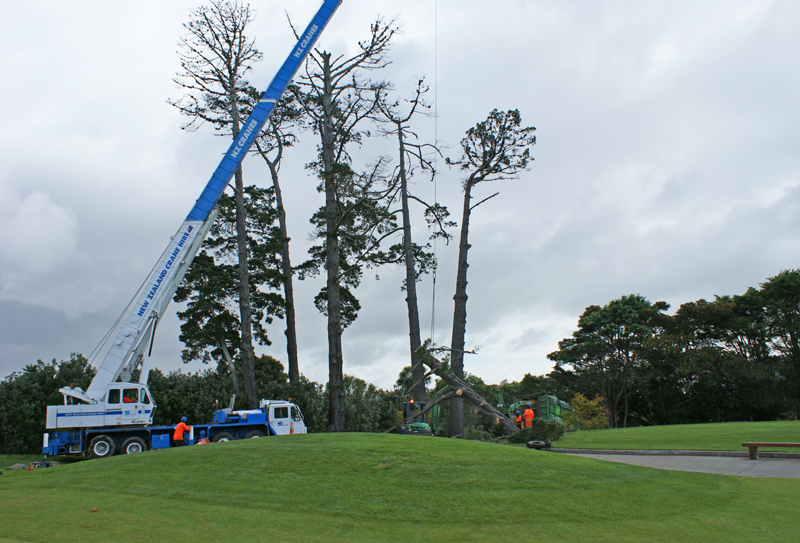 Remuera Golf Club Pine Removal