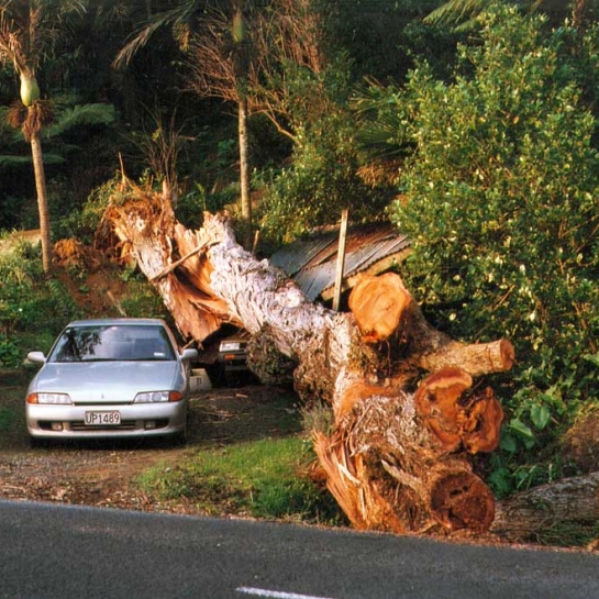 Storm-Damaged-tree