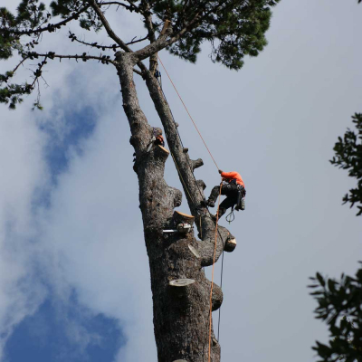 Pine tree removal