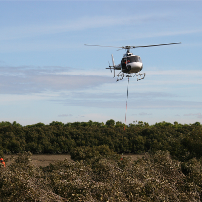 mangrove helicopter removal