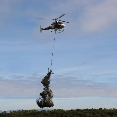 mangrove removal with a helicopter