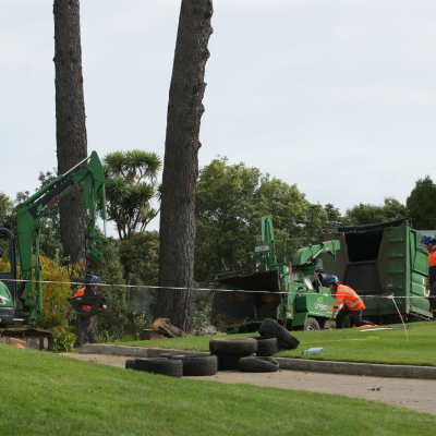 Pine Removal