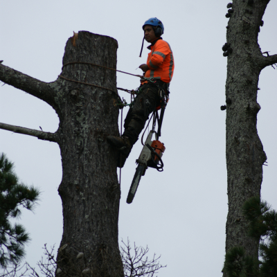 Pine Removal