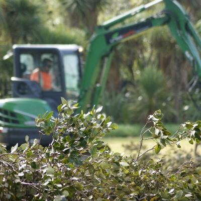 mangrove clearing