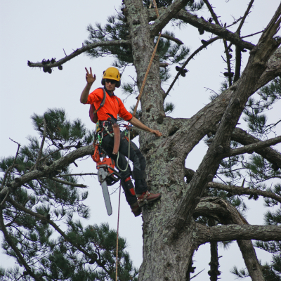 Pine Tree Removal and Arborist