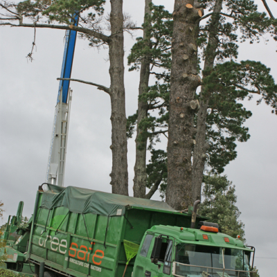 Pine Removal