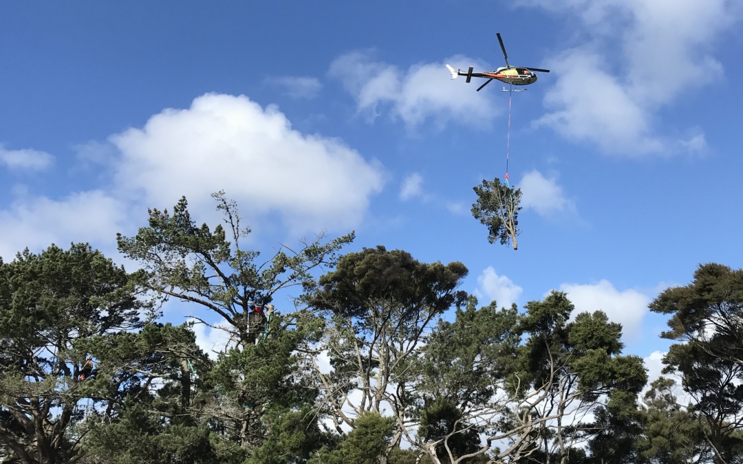 Hobsonville Point, Helicopter Pine Tree Removal