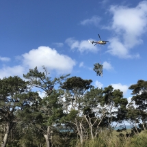 helicopter arborist services