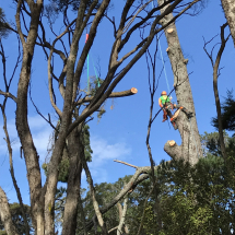 arborist