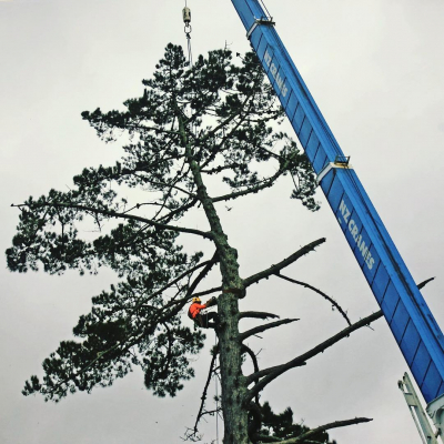 Oakley-Creek- Pine Removal