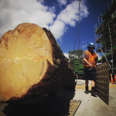 Oakley-Creek- Pine Removal