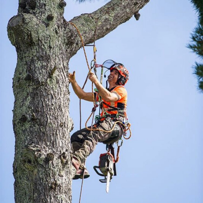 Oakley-Creek- Pine Removal