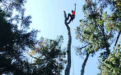 Cape Horn – Invasive Pine Dismantling