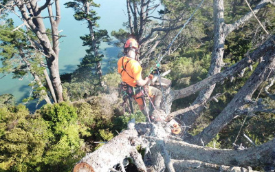 Auckland Council – Ongoing tree maintenance