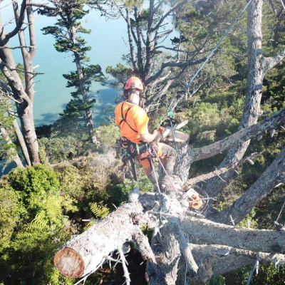 AUCKLAND COUNCIL ? ONGOING TREE MAINTENANCE AUCKLAND COUNCIL ? ONGOING TREE MAINTENANCE