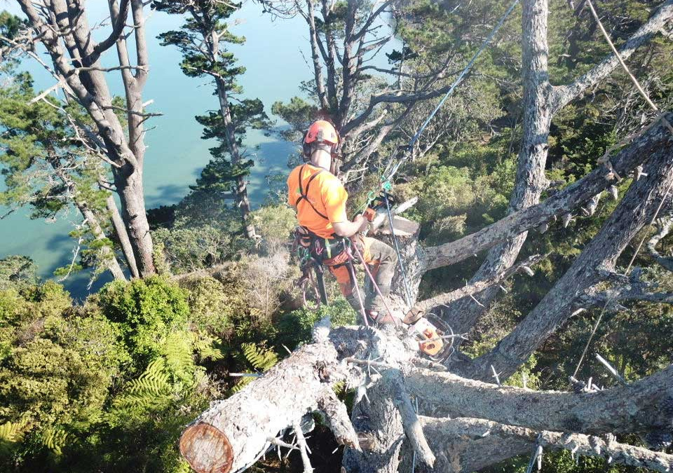 AUCKLAND COUNCIL ? ONGOING TREE MAINTENANCE