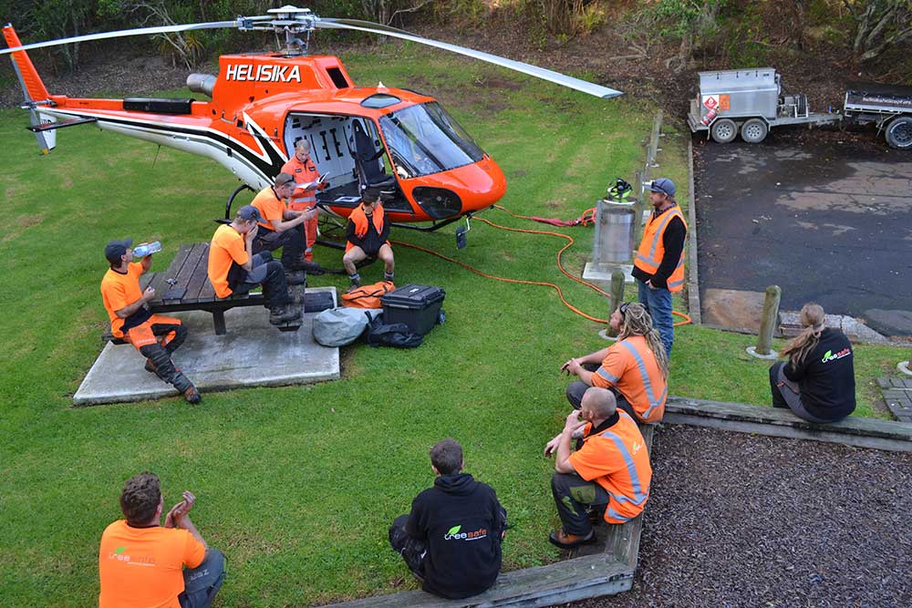 Auckland Council – Helicopter Pine Removal