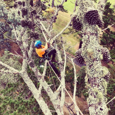 Oakley-Creek- Pine Removal