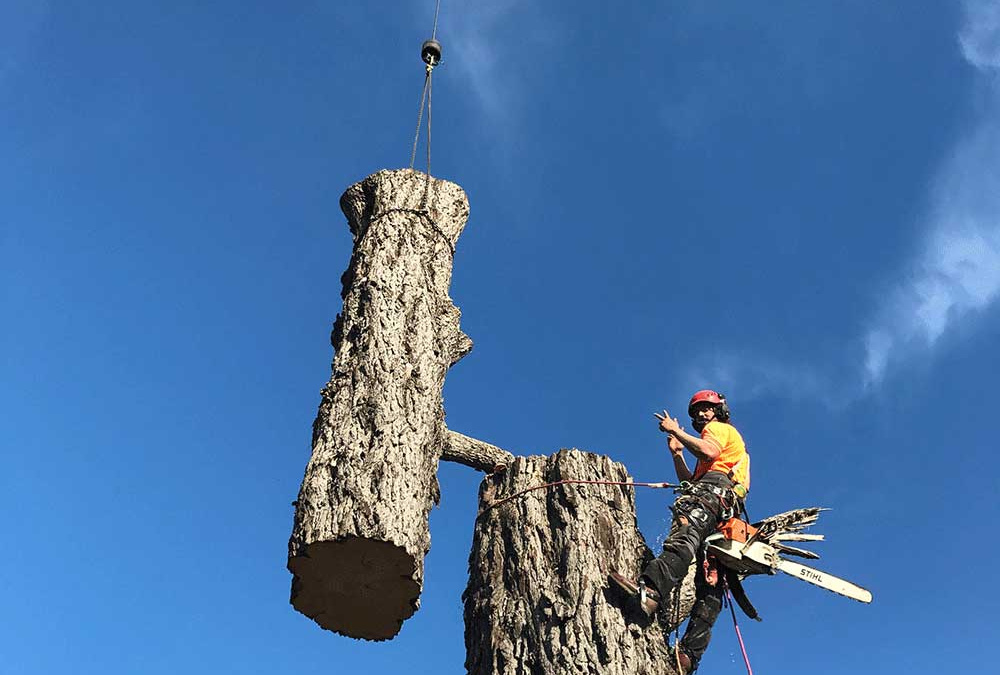 Oakley Creek – Pine Removal