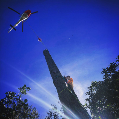 AUCKLAND COUNCIL ? HELICOPTER PINE REMOVAL