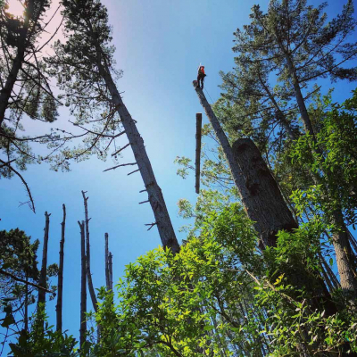 CAPE HORN ? INVASIVE PINE DISMANTLING