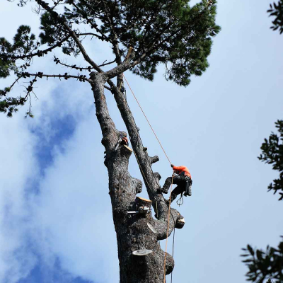 CAPE HORN ? INVASIVE PINE DISMANTLING