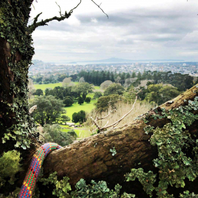 CORNWALL PARK ? PLANTING AND ARBORIST PROJECTS