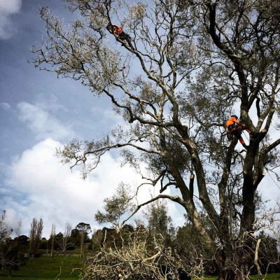 CORNWALL PARK ? PLANTING AND ARBORIST PROJECTS