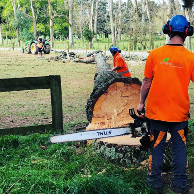 CORNWALL PARK ? PLANTING AND ARBORIST PROJECTS