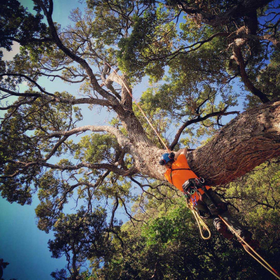 CORNWALL PARK ? PLANTING AND ARBORIST PROJECTS