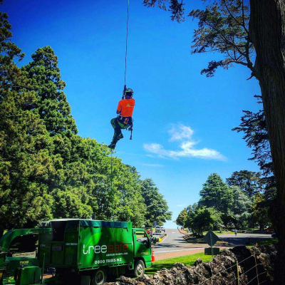 CORNWALL PARK ? PLANTING AND ARBORIST PROJECTS