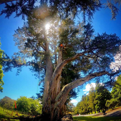 CORNWALL PARK ? PLANTING AND ARBORIST PROJECTS