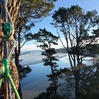 AUCKLAND COUNCIL ? ONGOING TREE MAINTENANCE AUCKLAND COUNCIL ? ONGOING TREE MAINTENANCE