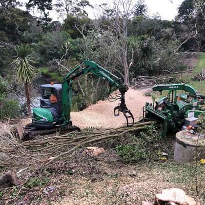 wildland WILDLANDS ? PEST TREES REMOVAL