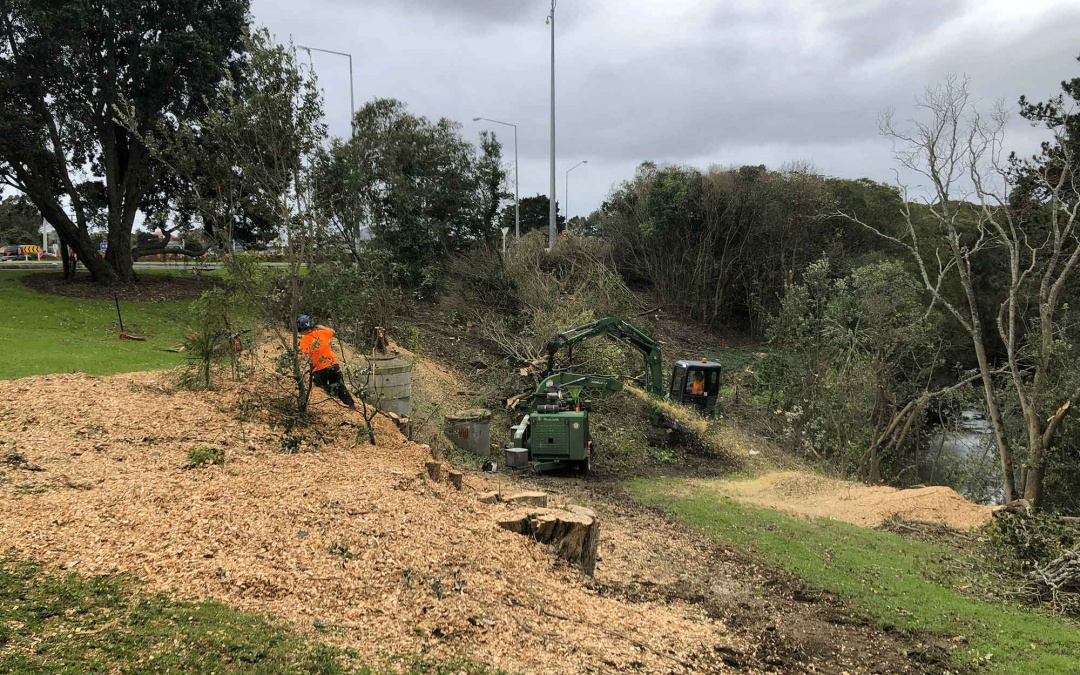 Wildlands – Pest Trees Removal